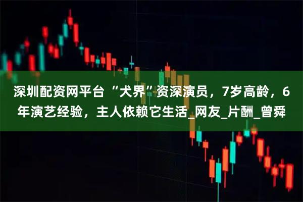 深圳配资网平台 “犬界”资深演员，7岁高龄，6年演艺经验，主人依赖它生活_网友_片酬_曾舜